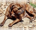 Small Photo #82  Breeder Profile in TOMBALL, TX, USA