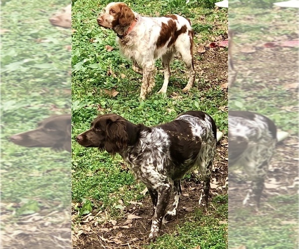 Medium Photo #1  Breeder Profile in JACKSON, GA, USA