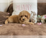 Small #3 Breeder Profile image