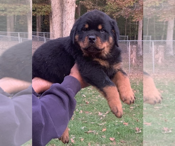 Medium Photo #13  Breeder Profile in HUGHESVILLE, MD, USA