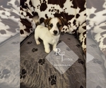 Small #20 Breeder Profile image