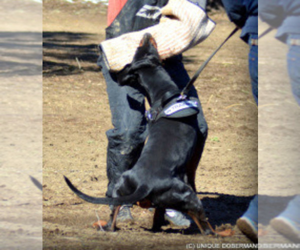 Medium Photo #4  Breeder Profile in FRUITA, CO, USA