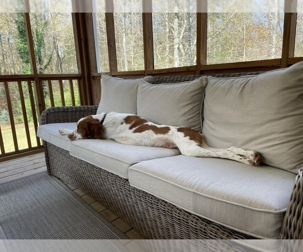 Medium Photo #53  Breeder Profile in HORTENSE, GA, USA
