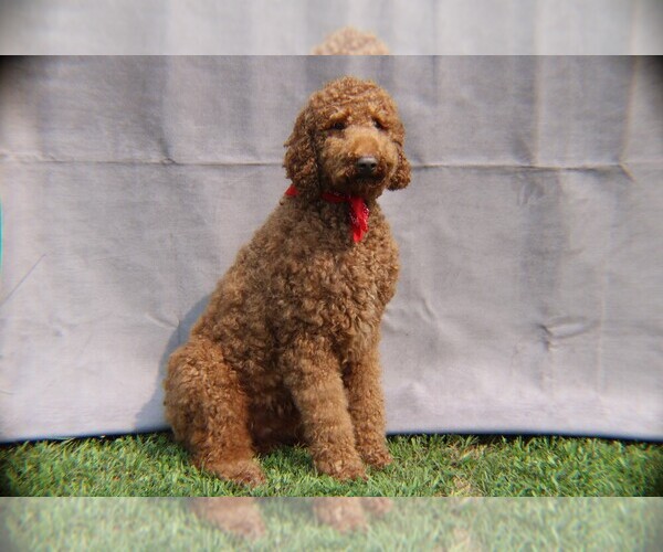 Medium Photo #1  Breeder Profile in ROANOKE, VA, USA