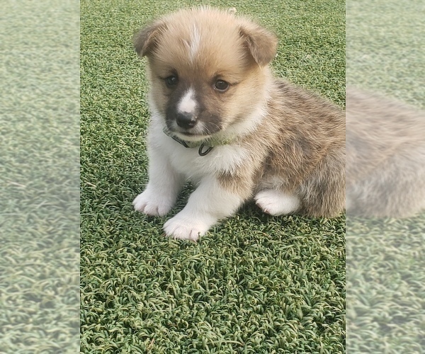 Medium Photo #17  Breeder Profile in BRIGGSDALE, CO, USA