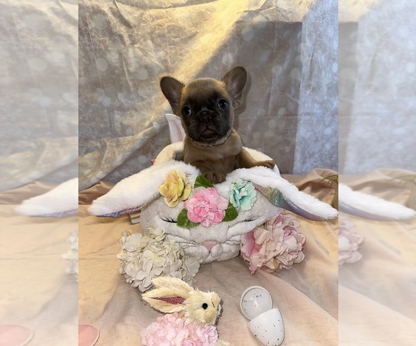 Medium Photo #1  Breeder Profile in PLEASANTVILLE, NY, USA