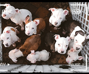 American Bully Dog Breeder in FACTORYVILLE,  USA