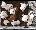Small breeder photo