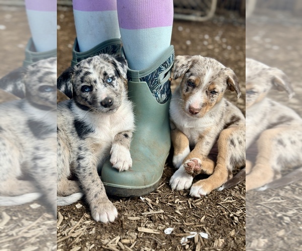 Medium Photo #67  Breeder Profile in CAMAS, WA, USA