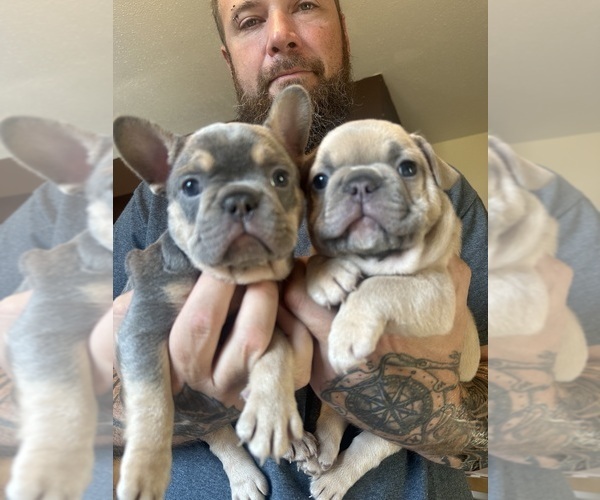 Medium Photo #18  Breeder Profile in BIG RAPIDS, MI, USA