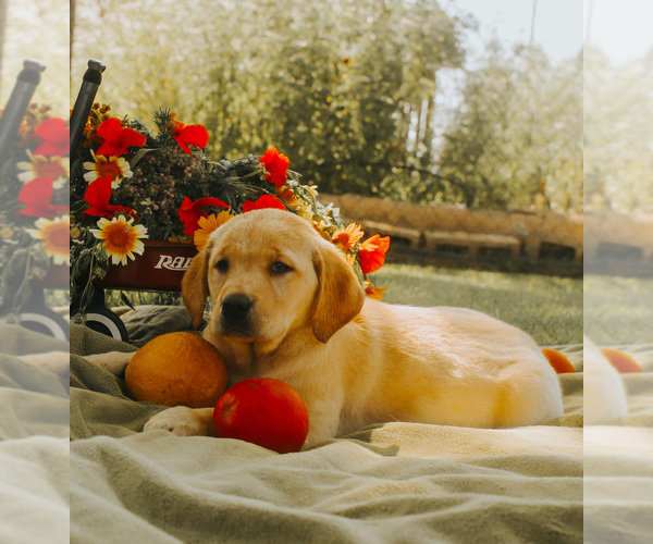 Medium Photo #1  Breeder Profile in MENIFEE, CA, USA