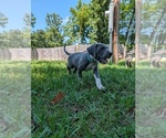Small Photo #14  Breeder Profile in WALNUT GROVE, MO, USA