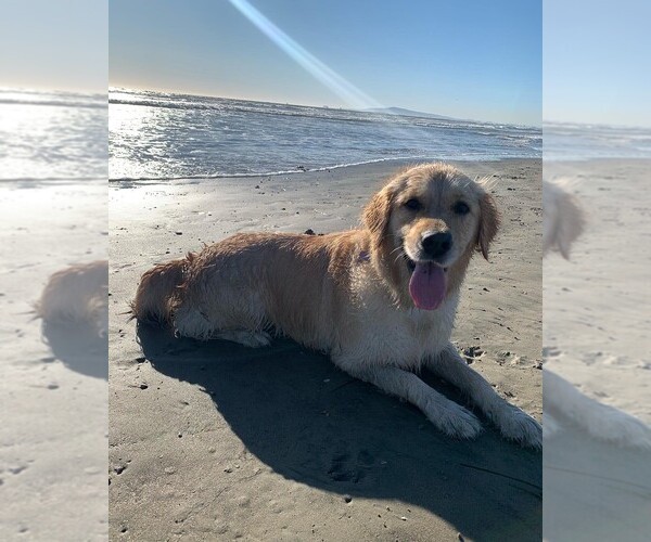 Medium Photo #1  Breeder Profile in DIAMOND BAR, CA, USA