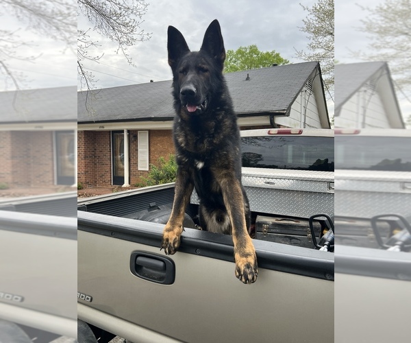 Medium Photo #1  Breeder Profile in KERSHAW, SC, USA