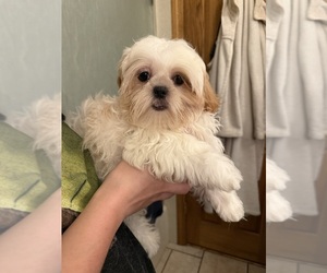 Shih Tzu Dog Breeder near HILLSBOROUGH, NJ, USA