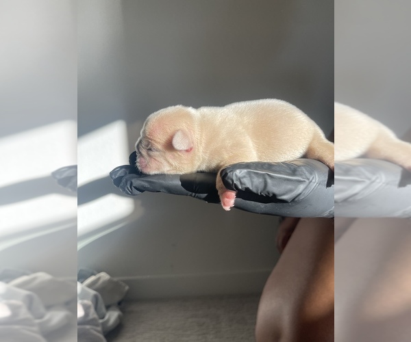 Medium Photo #1  Breeder Profile in SACRAMENTO, CA, USA