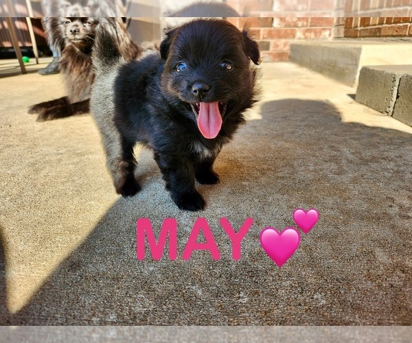 Medium Photo #1  Breeder Profile in BROKEN ARROW, OK, USA
