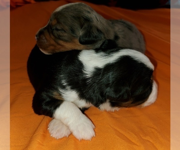 Medium Photo #1  Breeder Profile in ARLINGTON, TX, USA