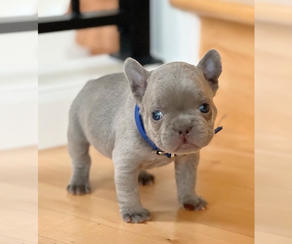 Medium Photo #5  Breeder Profile in CLACKAMAS, OR, USA