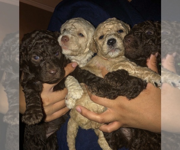 Medium Photo #1  Breeder Profile in TULSA, OK, USA