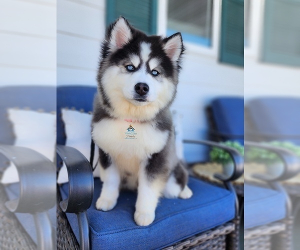 Medium Photo #51  Breeder Profile in BURNS TOWNSHIP, MN, USA