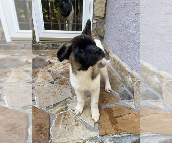 Medium Photo #87  Breeder Profile in MCDONOUGH, GA, USA