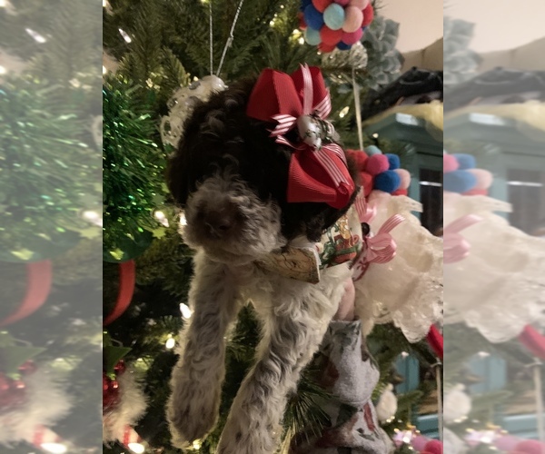 Medium Photo #46  Breeder Profile in YUBA CITY, CA, USA