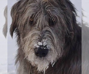 Main photo of Belgian Tervuren Dog Breeder near CEDAR FALLS, IA, USA