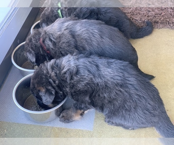 Medium Photo #92  Breeder Profile in PINON HILLS, CA, USA