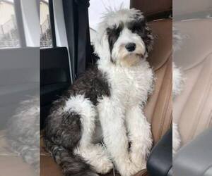 Main photo of Sheepadoodle Dog Breeder near LEPANTO, AR, USA