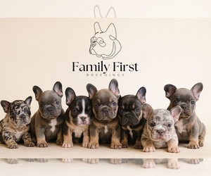 French Bulldog Dog Breeder near ATLANTA, GA, USA