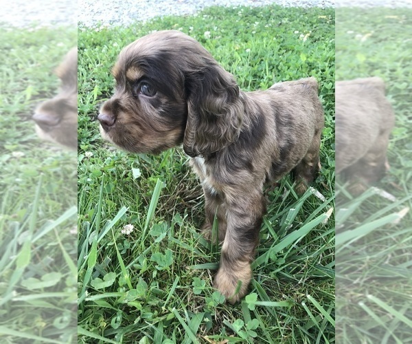 Medium Photo #4  Breeder Profile in PARKERS LAKE, KY, USA