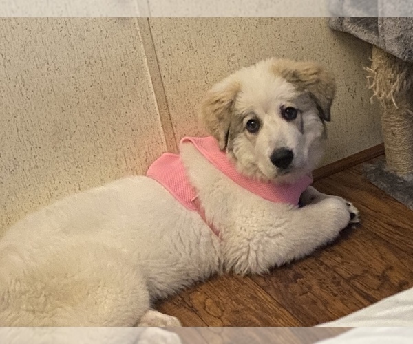 Medium Photo #1  Breeder Profile in LEBANON, TN, USA