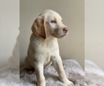 Small breeder photo