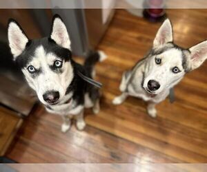 Siberian Husky Dog Breeder near ASHLAND, VA, USA