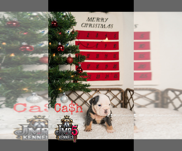 Medium Photo #11  Breeder Profile in PORTERVILLE, CA, USA