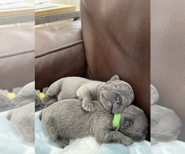 Medium Photo #1  Breeder Profile in STRATHAM, NH, USA