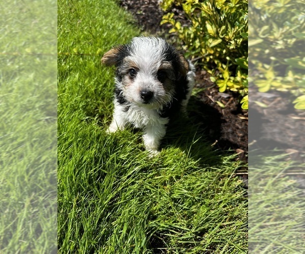Medium Photo #2  Breeder Profile in VANCOUVER, WA, USA