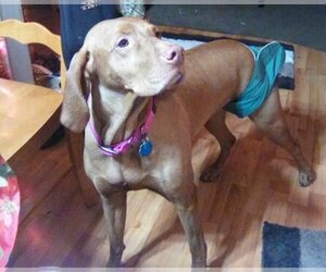 Main photo of Vizsla Dog Breeder near TAYLOR, MI, USA