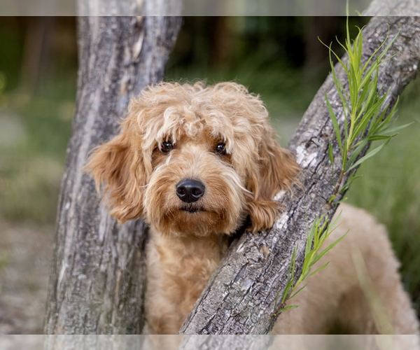 Medium Photo #18  Breeder Profile in HALTOM CITY, TX, USA