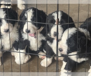 Bernedoodle Dog Breeder near LOWNDESBORO, AL, USA