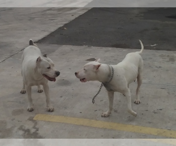 Medium Photo #1  Breeder Profile in ABRAM, TX, USA