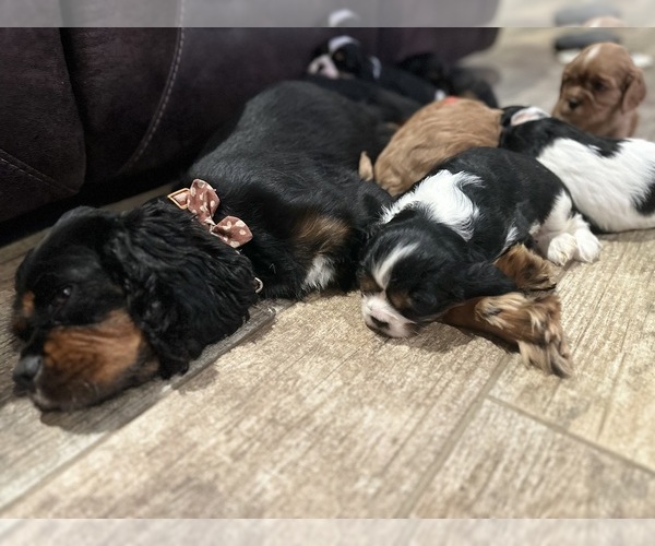 Medium Photo #47  Breeder Profile in WAXAHACHIE, TX, USA