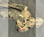 Small #6 Breeder Profile image