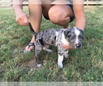 Small Photo #1  Breeder Profile in CARRIZO SPRINGS, TX, USA