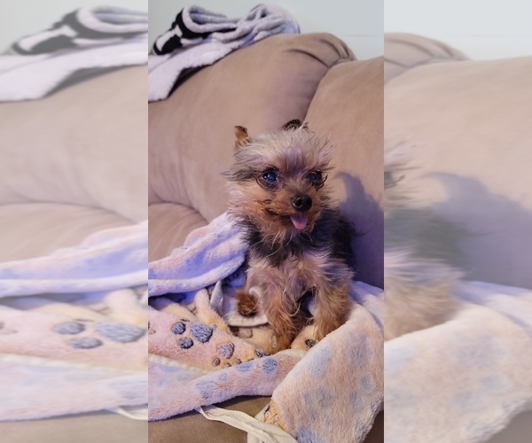 Medium Photo #45  Breeder Profile in NEENAH, WI, USA