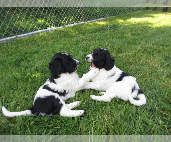 Medium Photo #1  Breeder Profile in CASSADAGA, NY, USA