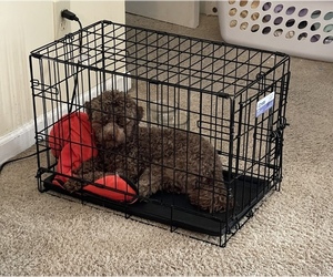 Main photo of Poodle (Toy) Dog Breeder near COLUMBIA, SC, USA