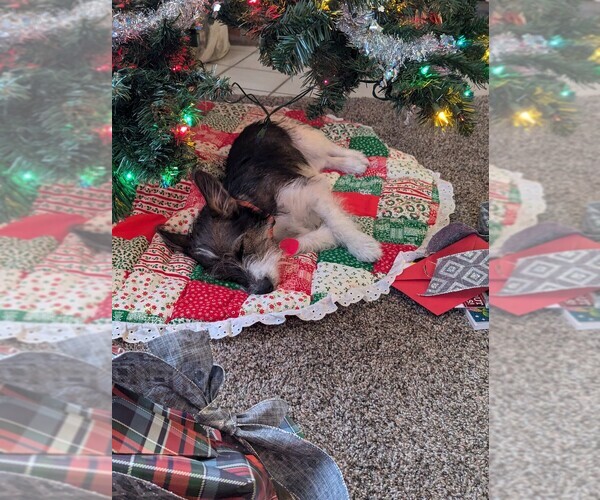 Medium Photo #9  Breeder Profile in ENID, OK, USA