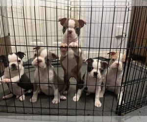 Boston Terrier Dog Breeder in ELKIN,  USA